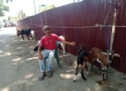 Bisnis Kambing Kurban Menjanjikan, Mantan Sopir Bus Cicipi Untung