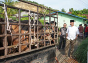 Pererat Silaturahmi, Unimal Bagikan Lembu Kurban ke 8 Gampong, 13 Disembelih di Kampus