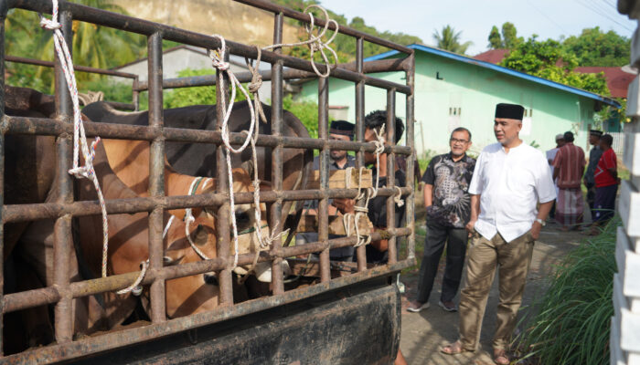 Pererat Silaturahmi, Unimal Bagikan Lembu Kurban ke 8 Gampong, 13 Disembelih di Kampus