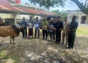 PT PGE Serahkan 38 Sapi Kurban kepada Masyarakat Aceh Utara