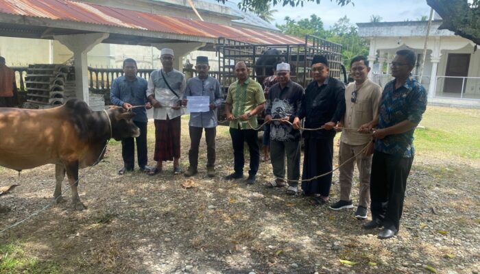PT PGE Serahkan 38 Sapi Kurban kepada Masyarakat Aceh Utara