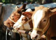 Bantahan Pemerintah Desa Bayi Terkait Isu Penyaluran Daging Meugang