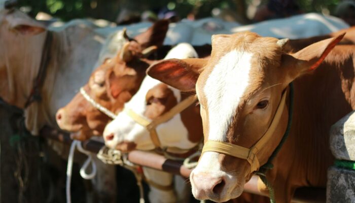 Bantahan Pemerintah Desa Bayi Terkait Isu Penyaluran Daging Meugang